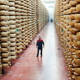 Imagine... getting paid to be surrounded by cheese